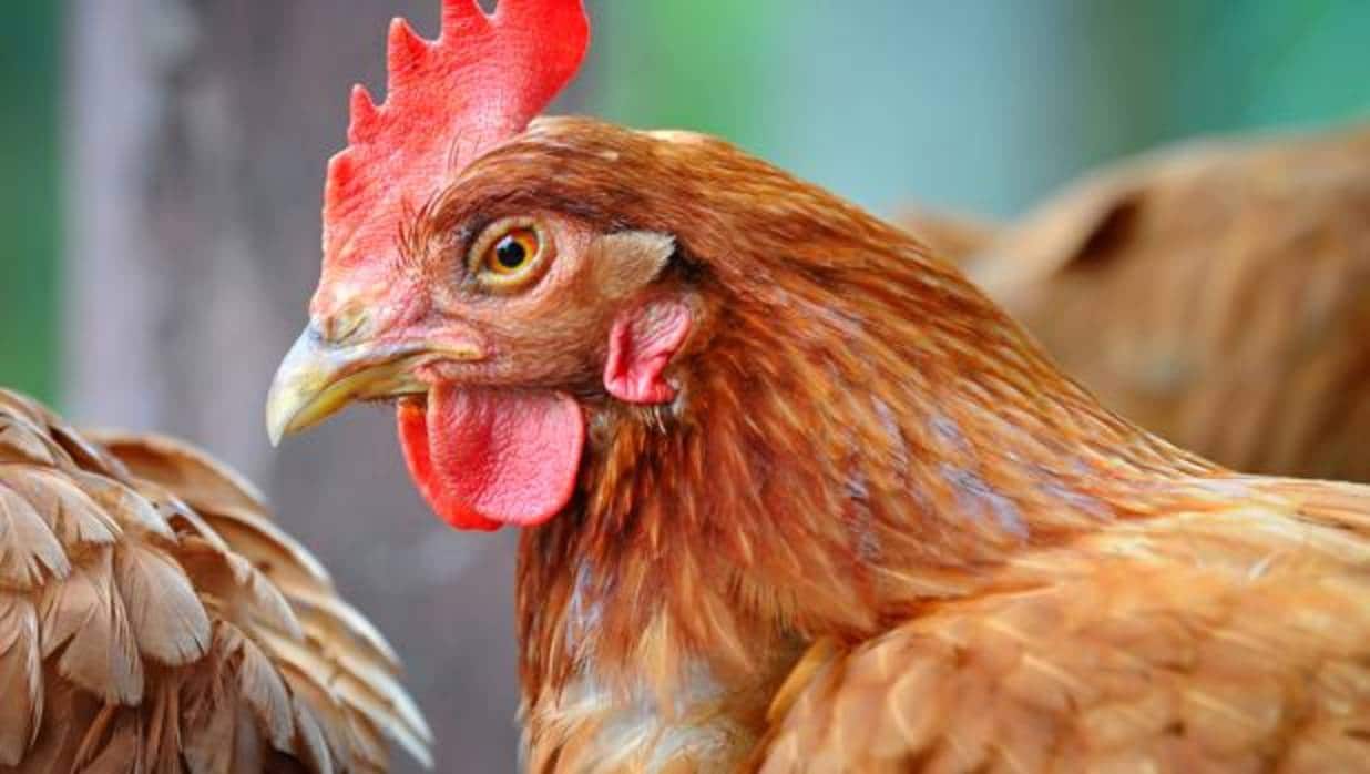 Lidl revoluciona la granja avícola al impulsar el bienestar animal