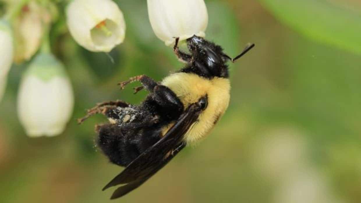 Imagen de archivo de una abeja libando de una flor del arándano