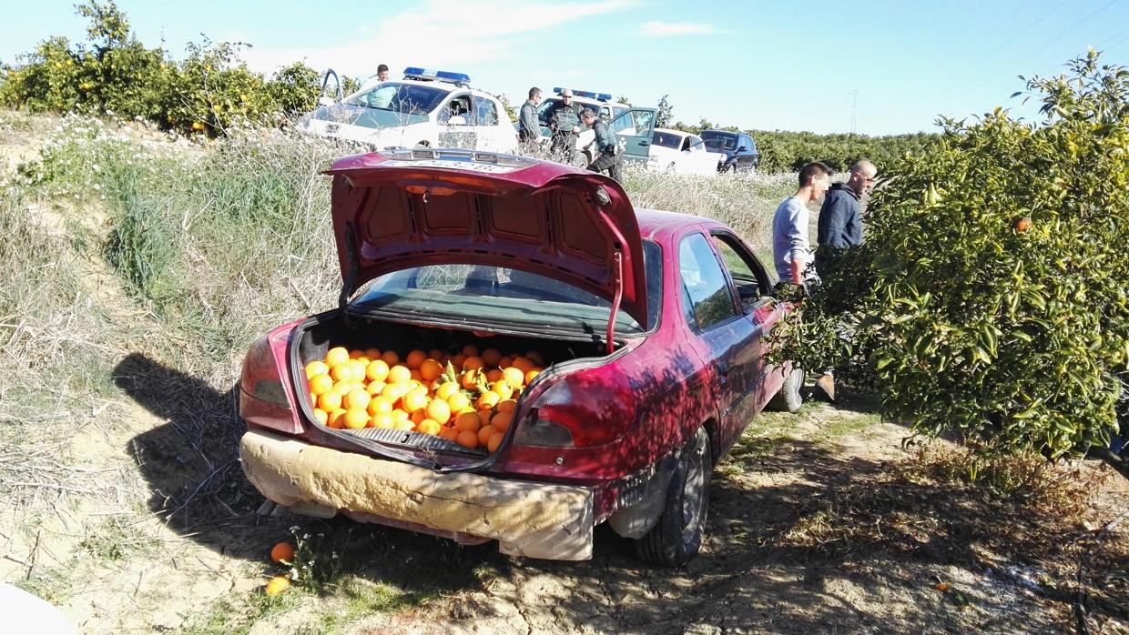 Parte de las naranjas incautadas en la operación de la Guardia Civil