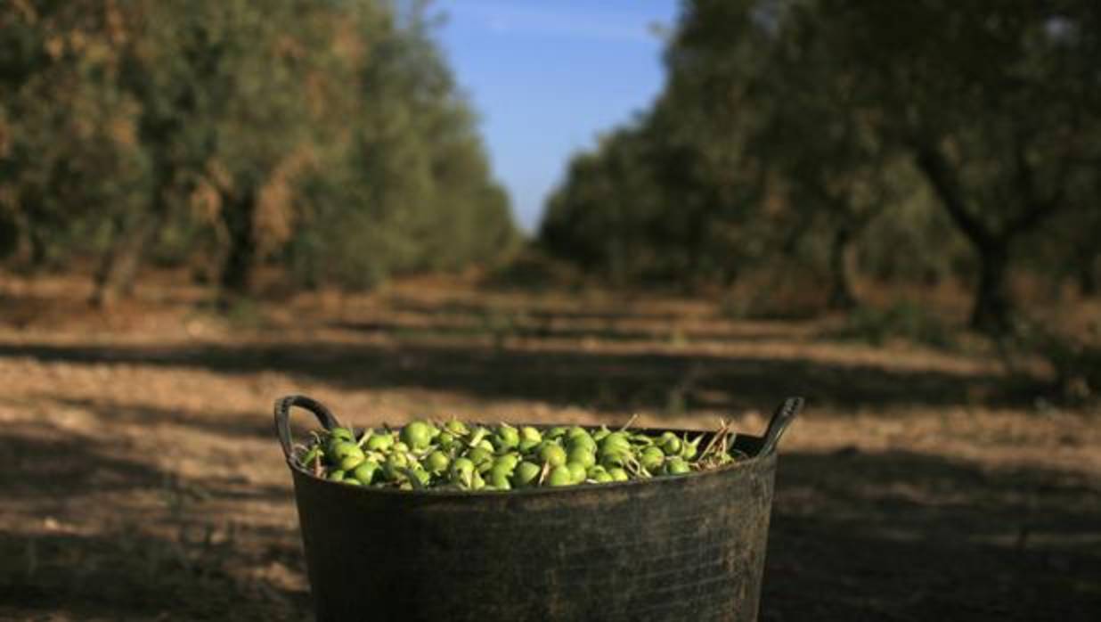 El proyecto se hará en fincas experimentales del Ifapa