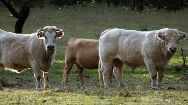 Las negociaciones de la UE y Mercosur ponen en vilo al agro andaluz