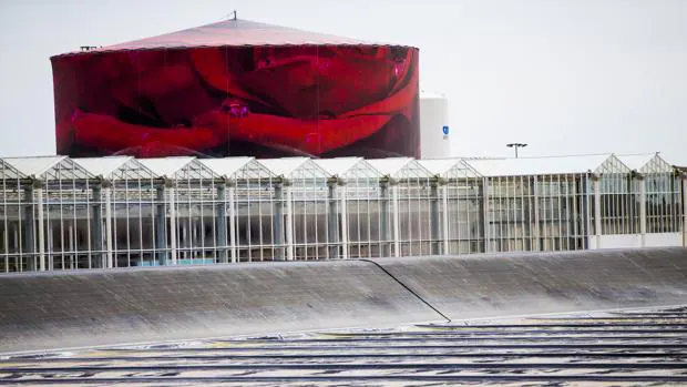 La rosa roja más innovadora del mundo está en Soria