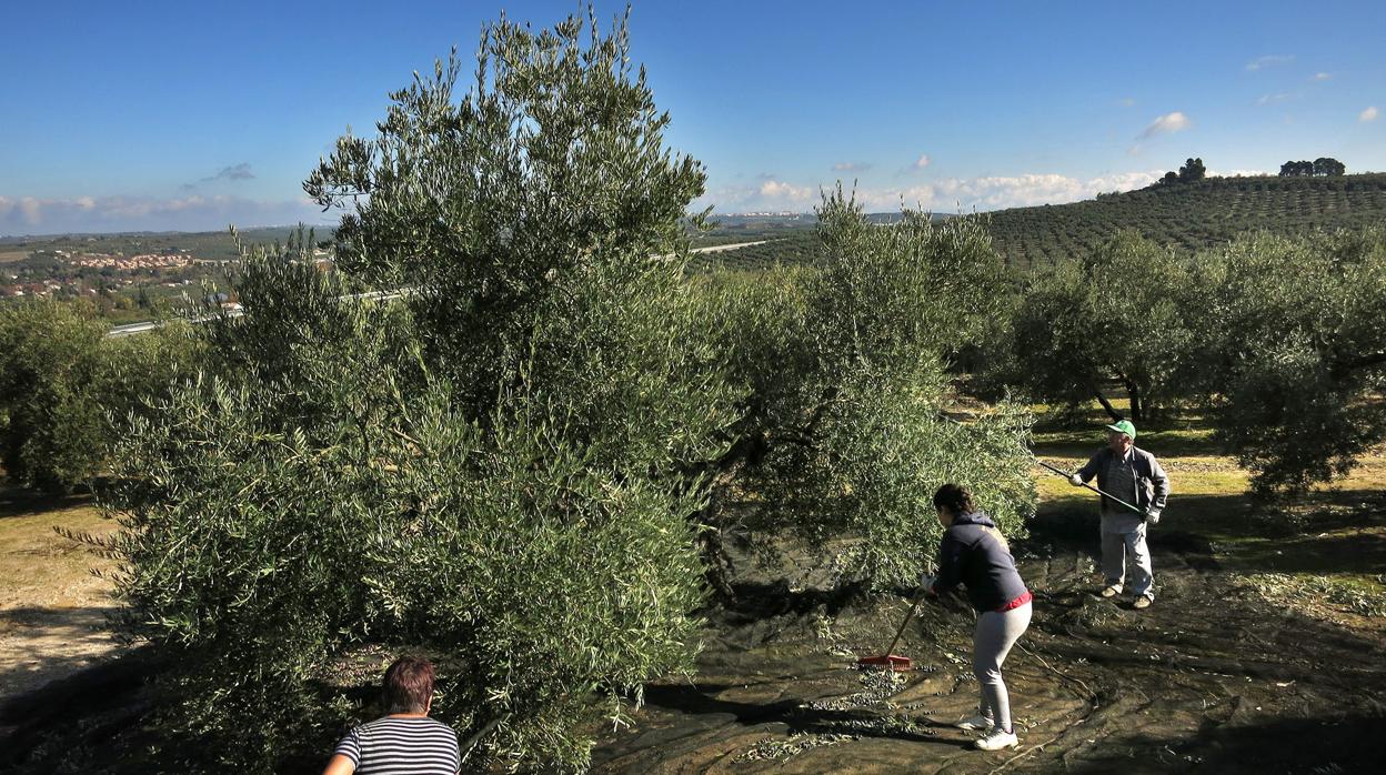 Un grupo de personas recogiendo la cosecha en Jaén