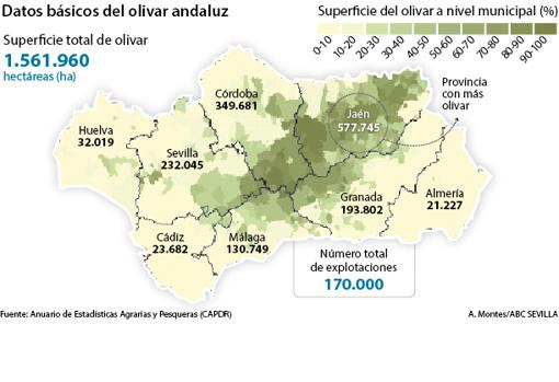 ¿El mercado mundial podrá absorber el crecimiento del olivar?