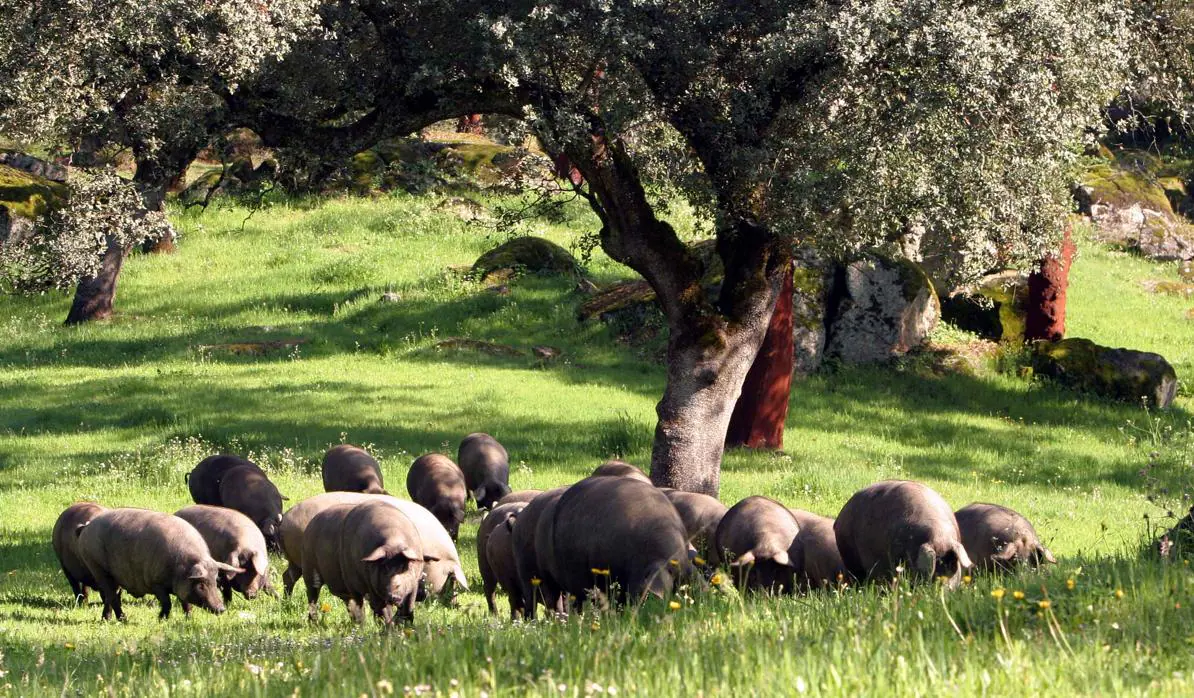 Cerdos ibéricos en una dehesa extremeña durante el periodo de la montanera