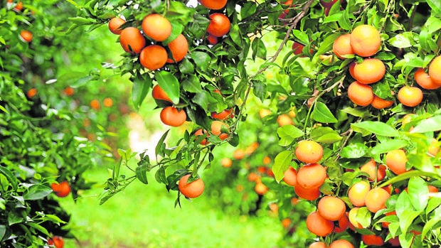 Huelva lidera las ventas de mandarina Orri, la más cotizada