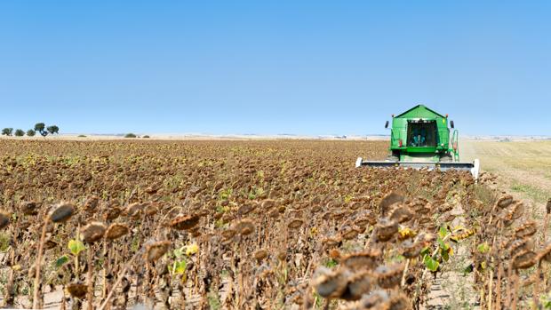 Cultivo en pérdida, es más rentable dejar la tierra vacía que cultivar girasol