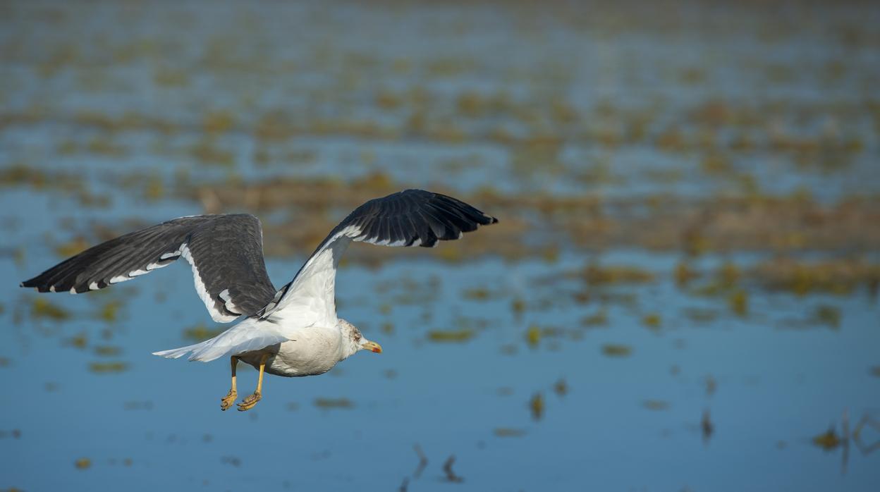 La agricultura convive con la avifauna del parque