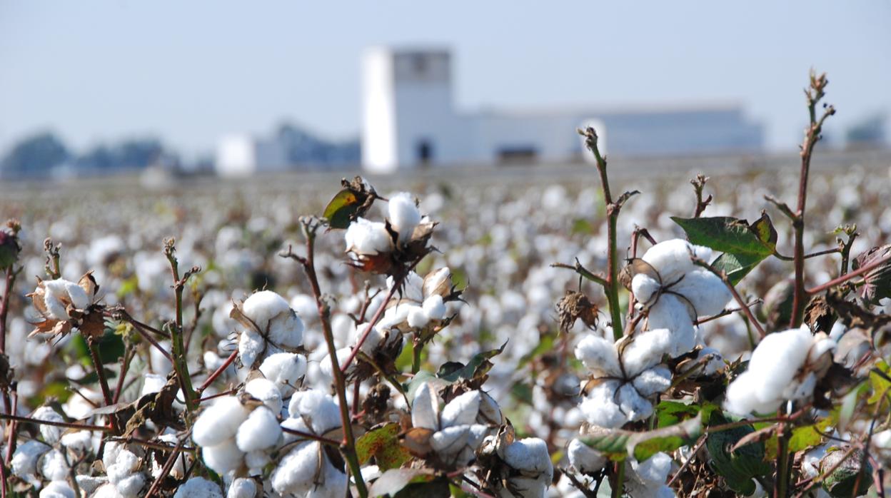 Crece levemente la superficie plantada de algodón andaluz