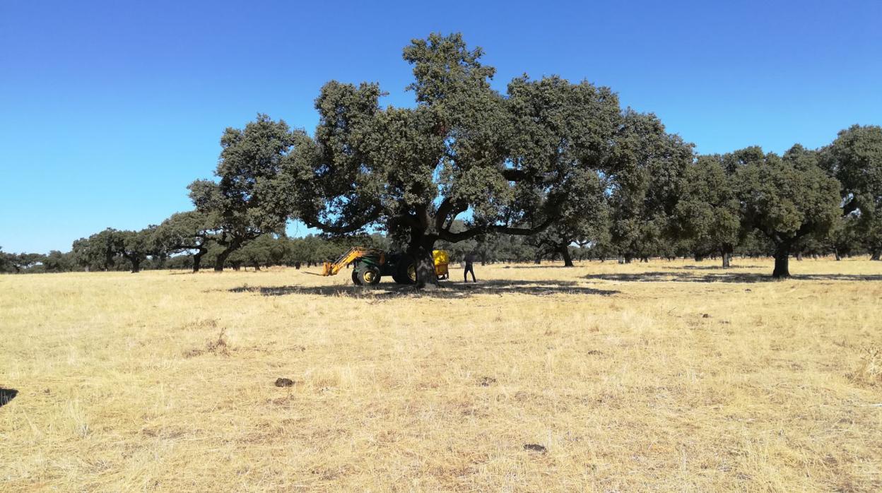 Tratamiento a los árboles de la dehesa