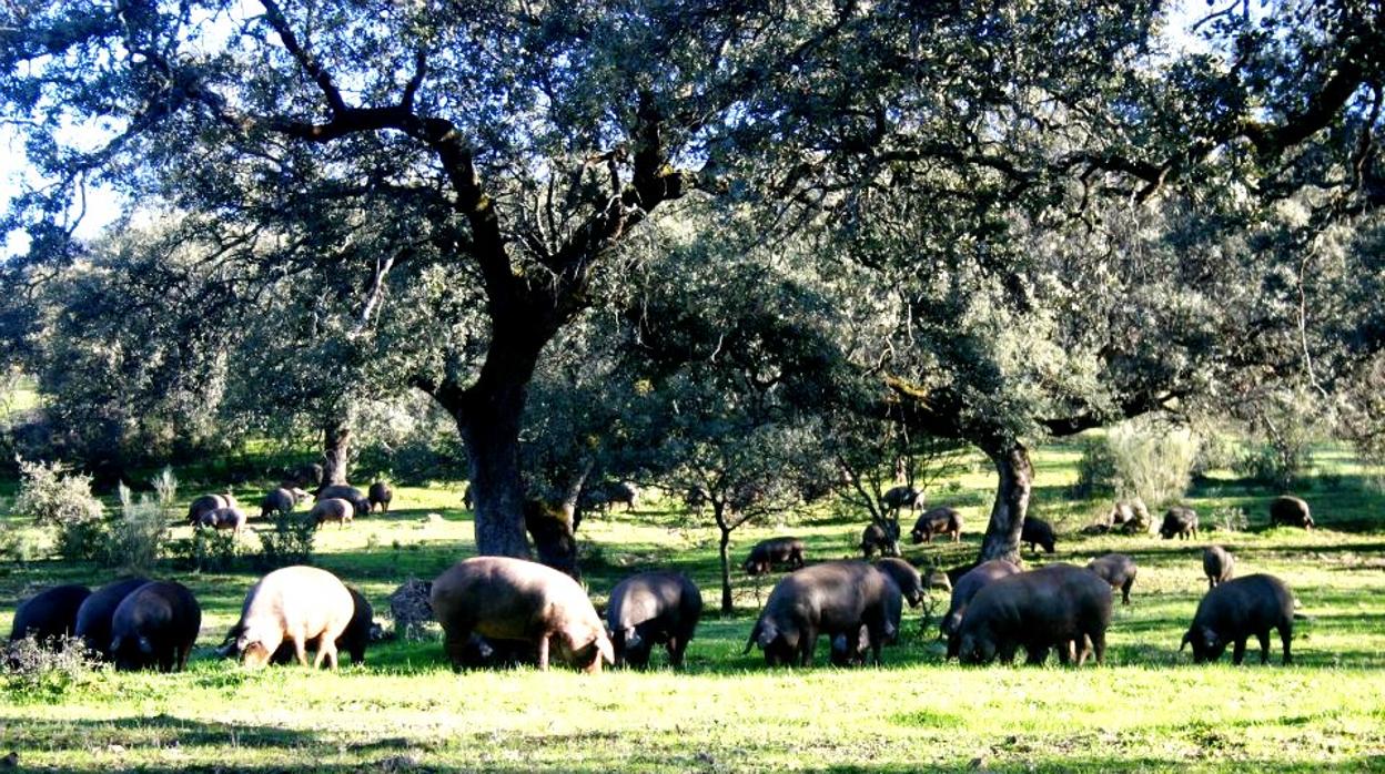 Cerdos ibéricos aprovechando la bellota en la dehesa