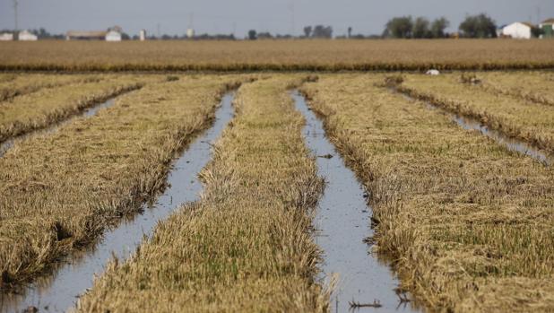 Las lluvias paralizan una cosecha de arroz retrasada en Sevilla