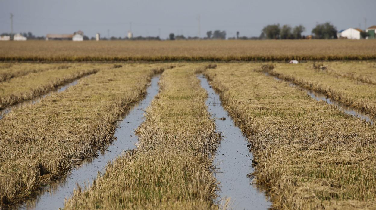 El clima está retrasando la cogida del arroz