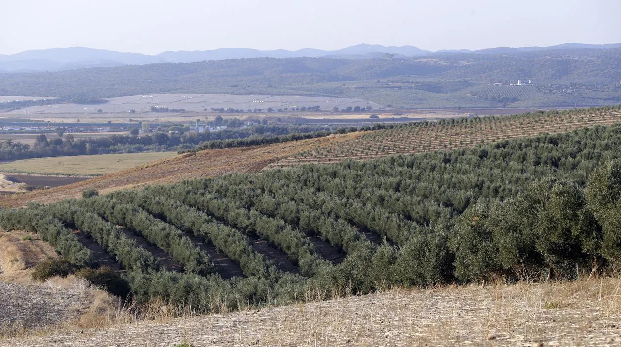 Tierras de olivar en la provincia de Córdoba