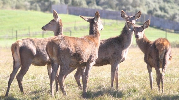 La carne de ciervo que no se caza y con origen andaluz