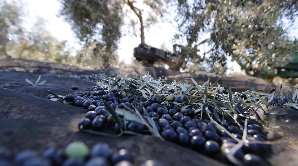 Racimos de aceitunas en la temporada de recogida en Andalucía