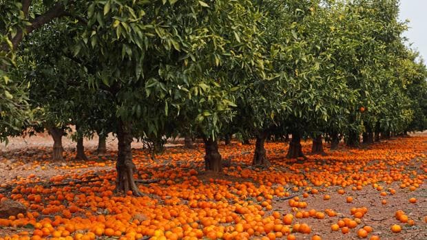 El sector citrícola español se enfrenta a su temporada más amarga