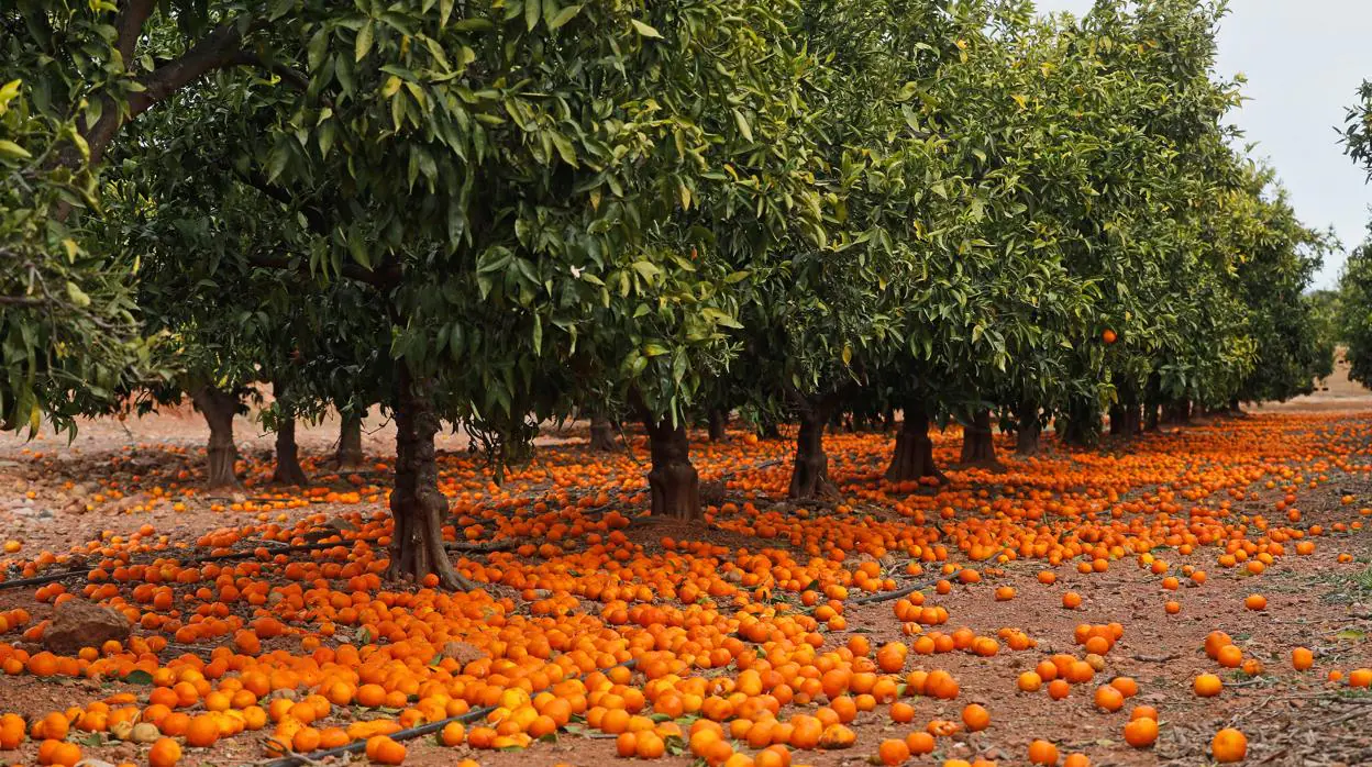 Grupo de frutales alfombrado de mandarinas no recogidas
