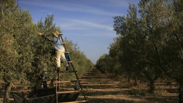 Las (contradictorias) razones que explican el desplome en origen de los precios del aceite de oliva en España