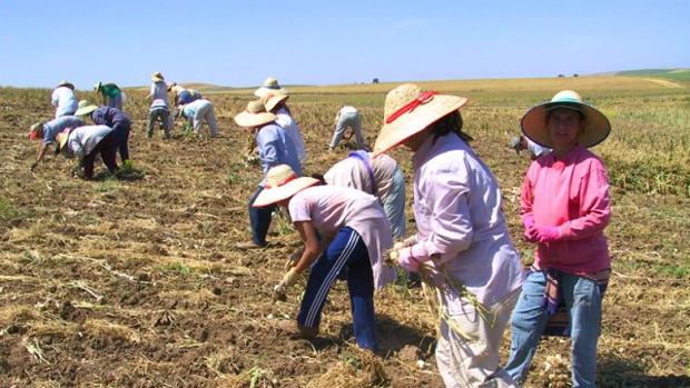 El Madroño y Marinaleda, los pueblos sevillanos donde más sube el paro