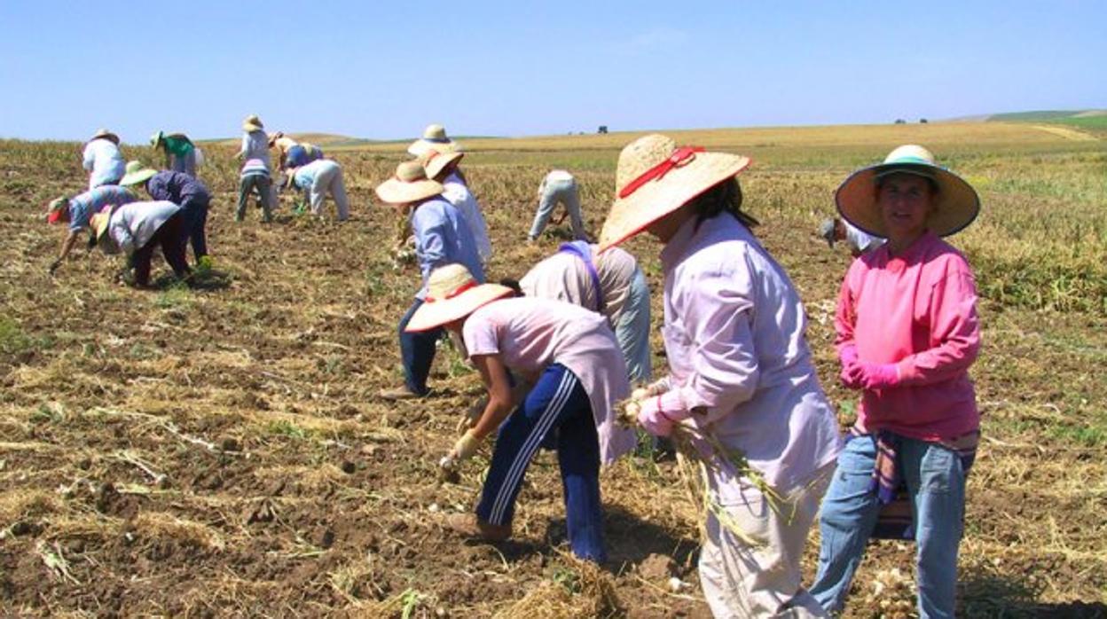 Trabajadores del campo de una cocoperativa de Marinaleda