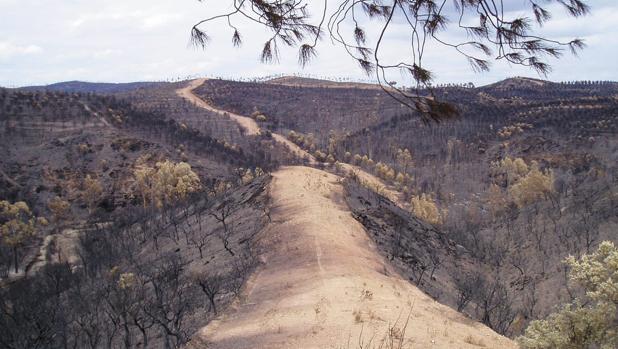 Queda menos de un año para ejecutar el 96% de las ayudas forestales