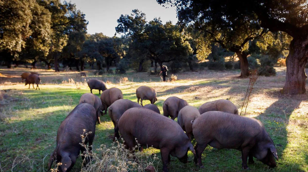 Piara de cerdos se alimenta de bellotas en la montanera