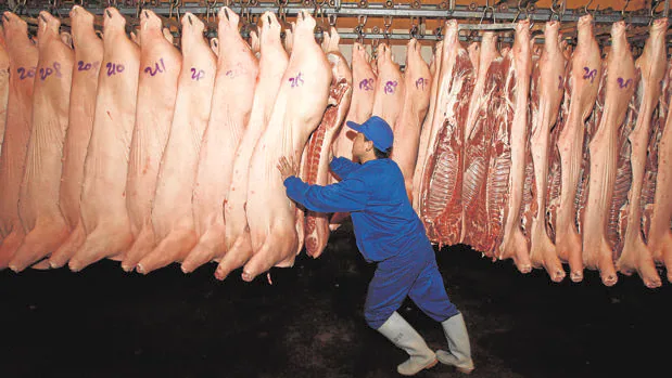La peste porcina en China, entre la alerta mundial... y la oportunidad para España