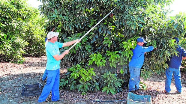 Aguacate, el negocio redondo de la fruta de moda