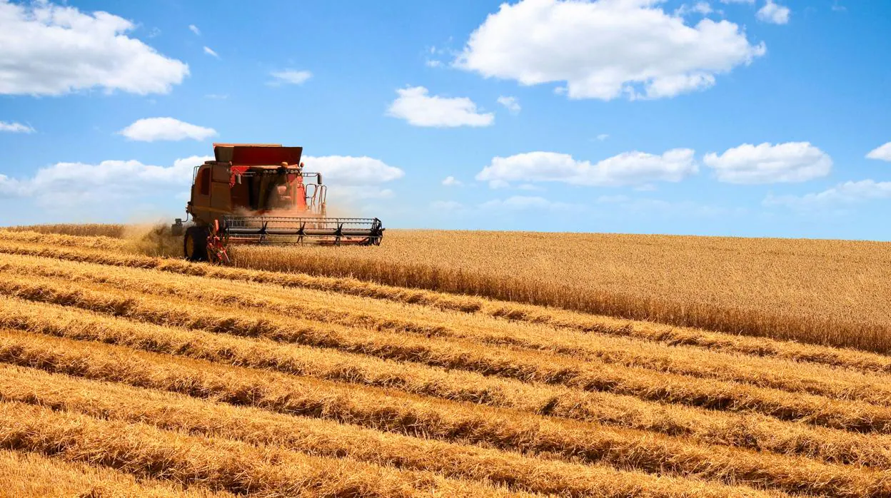 La cosecha de trigo está ya al 90 por ciento