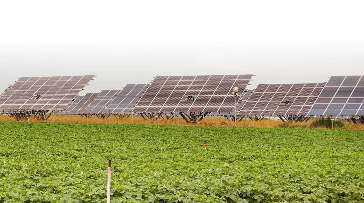 Campo de paneles solares