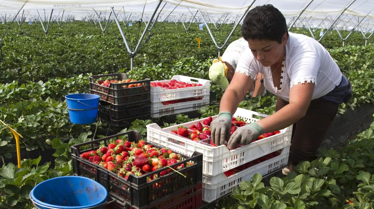 Recolección de fresas en una explotación onubense