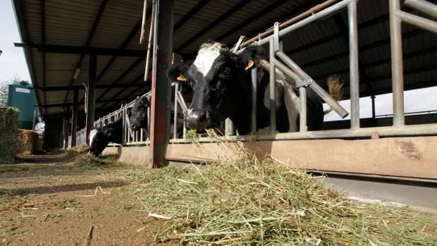La CNMC multa con 80 millones a las principales empresas lácteas por ir en contra de los ganaderos