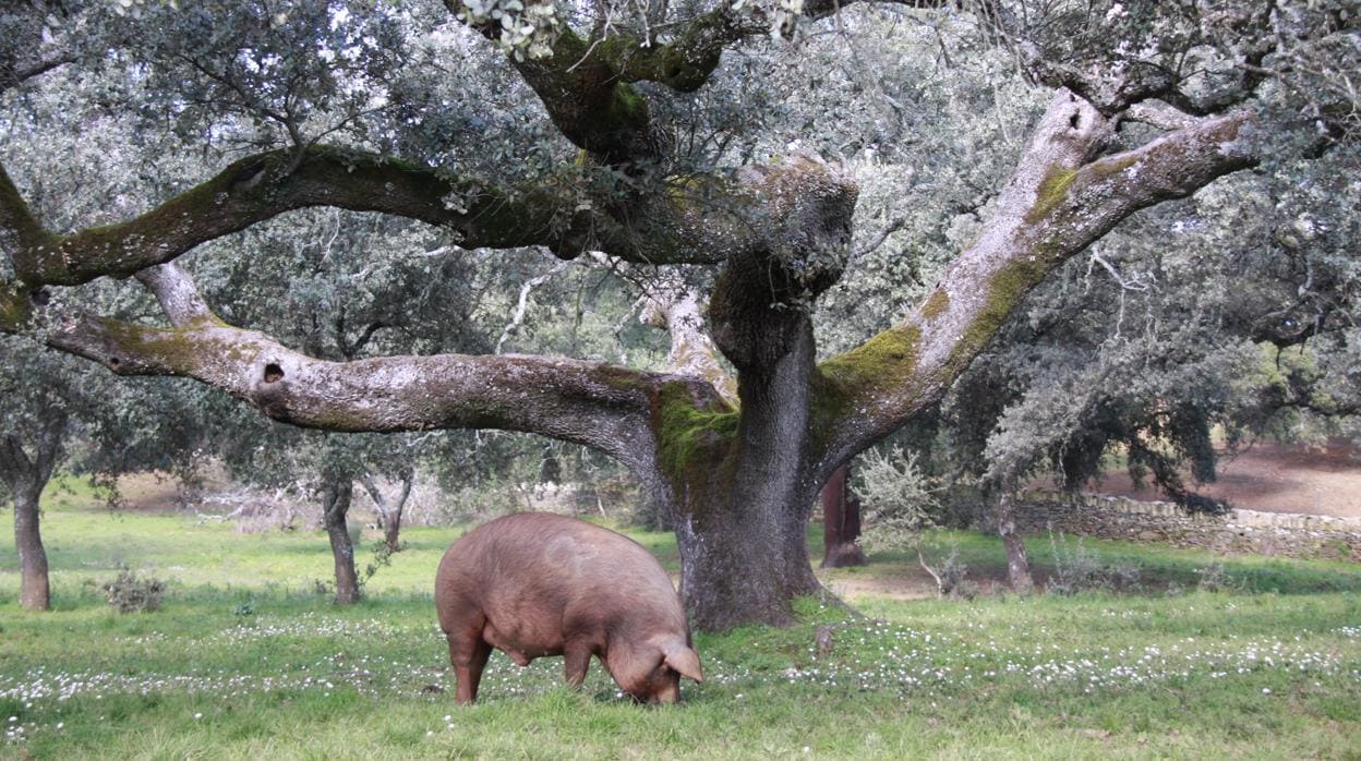 Un cerdo ibérico se alimenta de bellotas en la dehesa