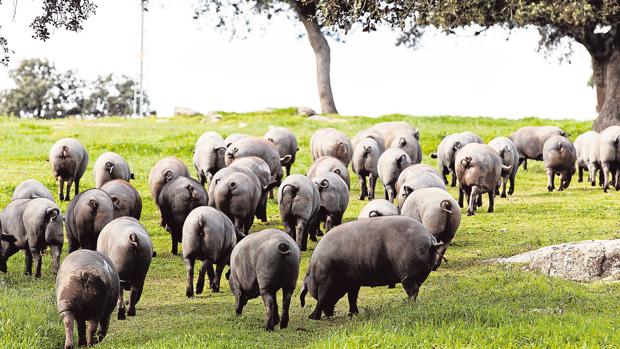 Montanera 2019: nuevo control al ibérico de bellota en Andalucía