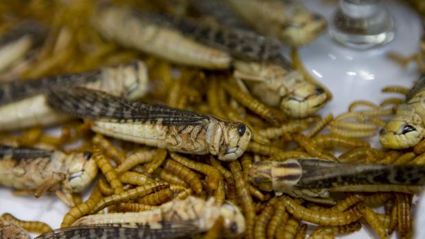 Insectos como menú: un negocio al alza en España
