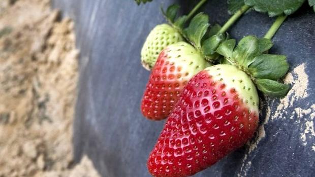 «Berria», la primera plataforma que predice la cosecha de frutos rojos