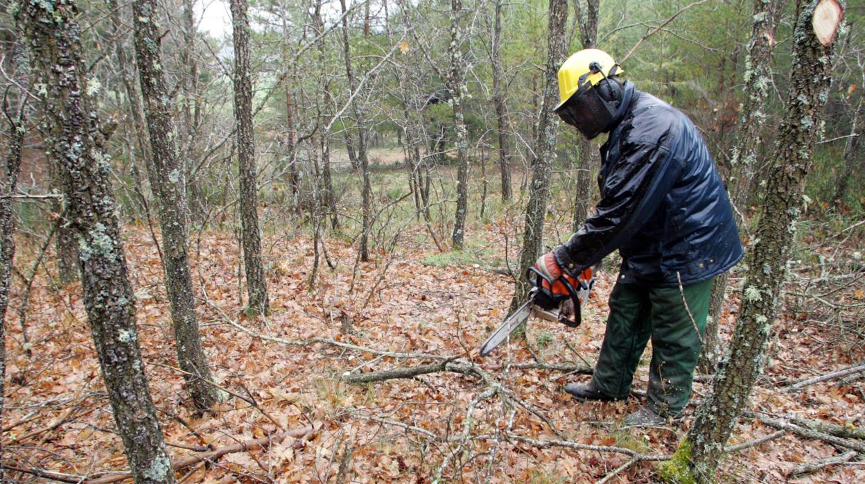 Un hombre realiza labores forestales