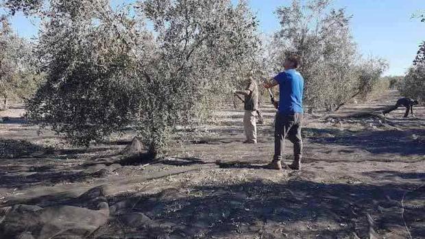 Sube un 12% el número de parados en el sector agrario andaluz