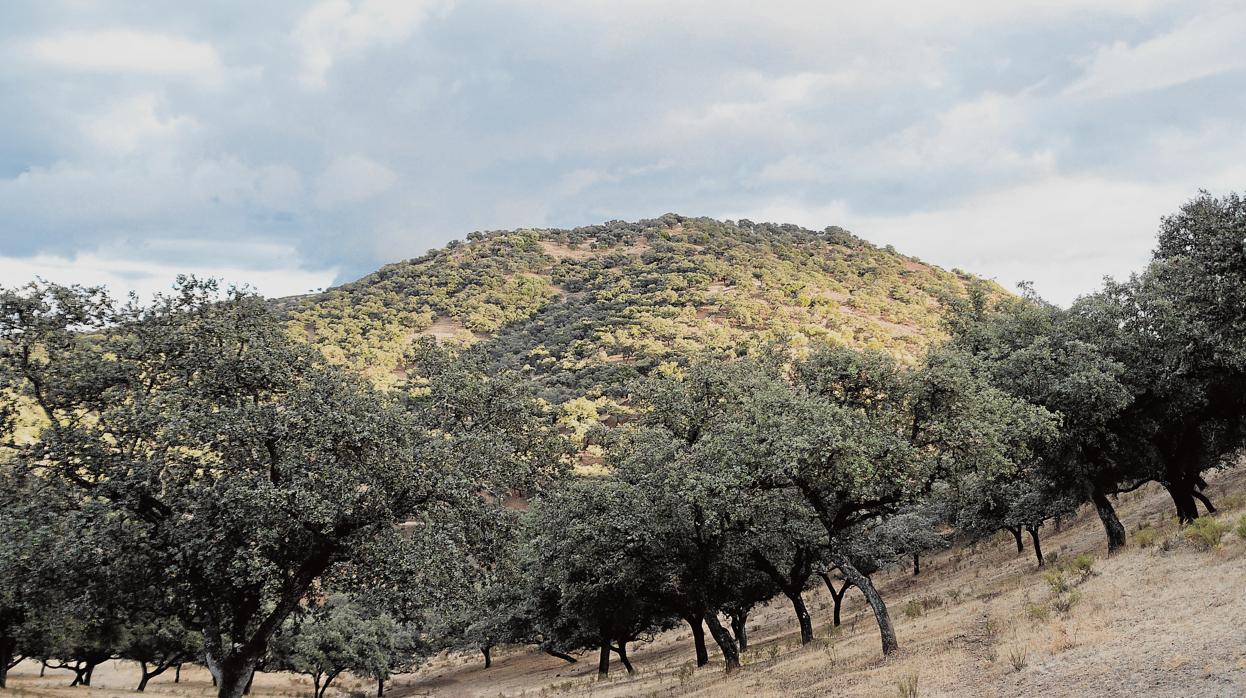 El mantenimiento del monte es fundamental para prevenir incendios