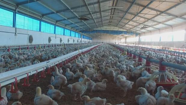 A liquidación Guadavi, la única cooperativa avícola andaluza