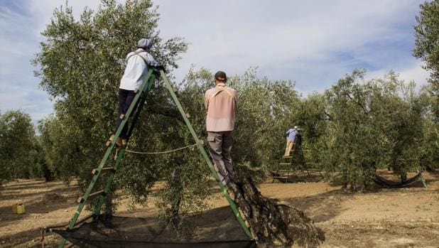 El sector olivarero lanza un SOS a Sánchez ante el impacto de los aranceles de Trump al aceite español
