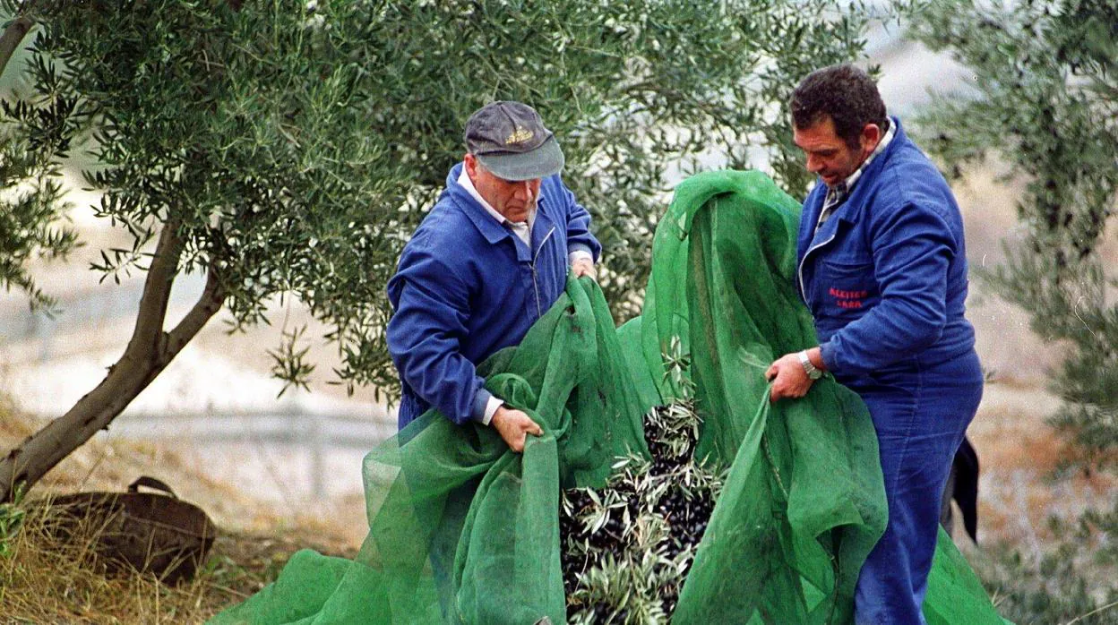 Los aranceles afectan especialmente al sector olivarero español