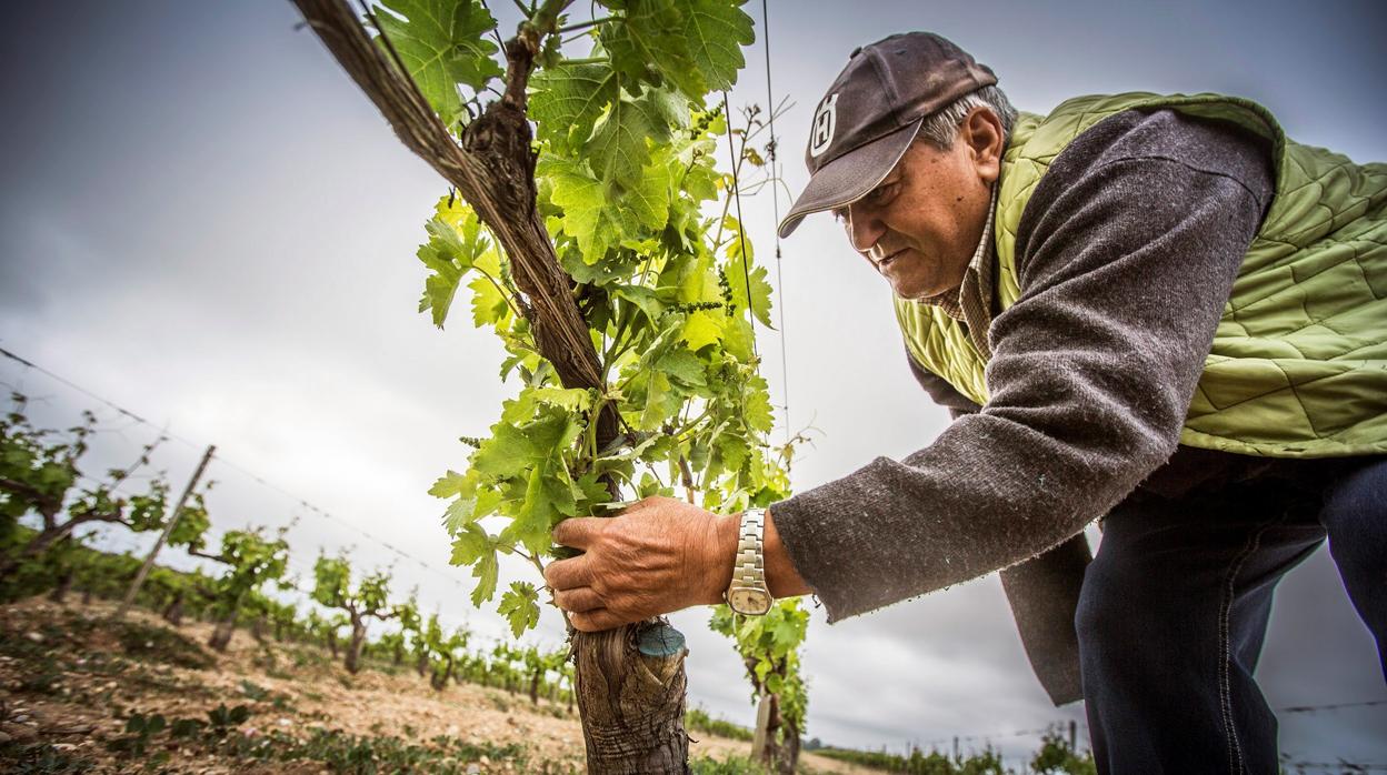 Bruselas aumentará al 60% la financiación europea de los programas de promoción del vino