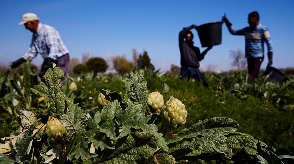 Varios agricultores recogen alcachofas en un campo de El Prat (Barcelona) durante la quinta jornada de estado de alarma