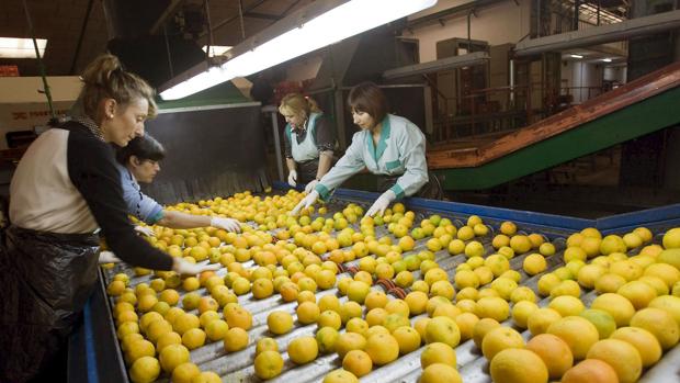 Las frutas y verduras de Andalucía llegan sin problema a Europa a pesar del coronavirus