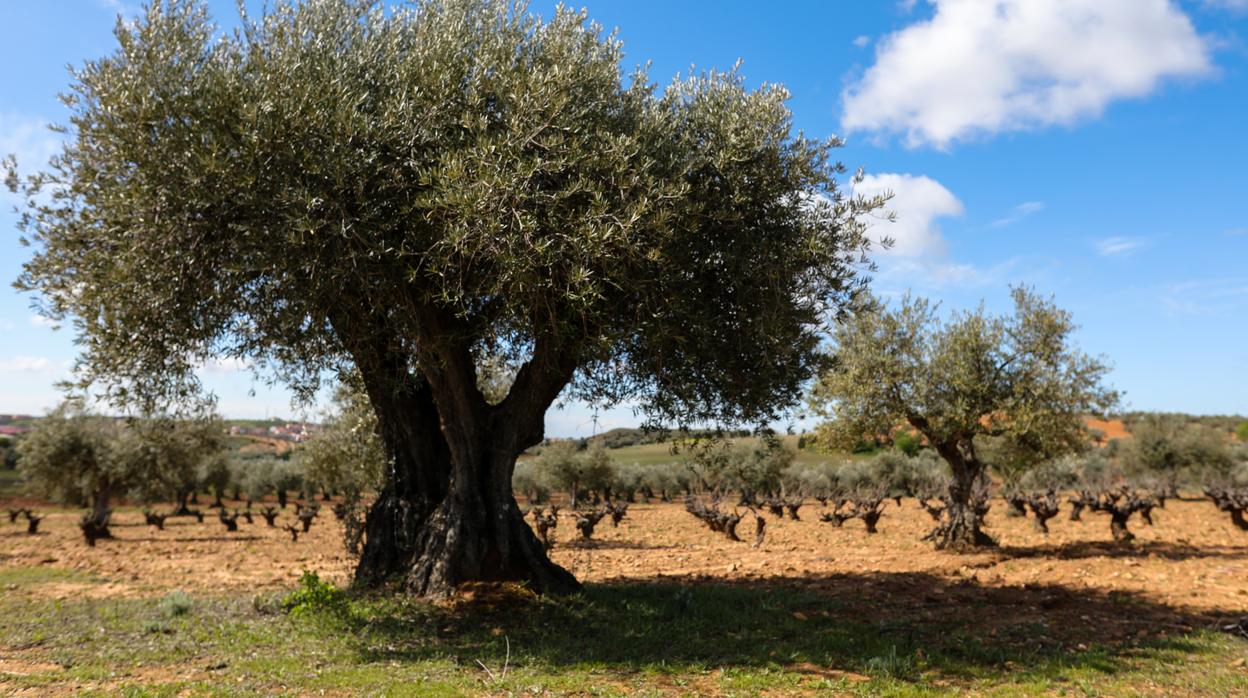 En la imagen, un olivar