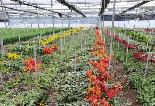 Destrucción de la producción de flor en viveros de Andalucía por falta de demanda al no haberse considerado actividad esencial ni permitirse la venta de flores en centros de jardinería