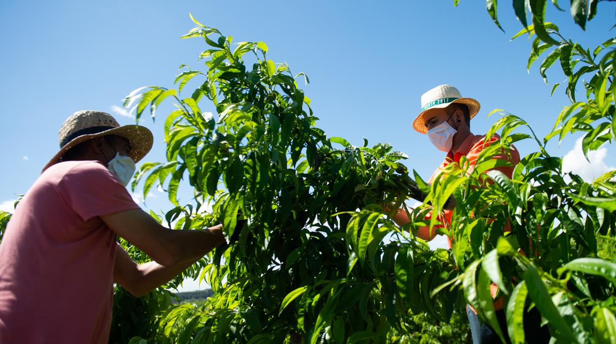 Fernando y Roger (automoción y hostelería) ahora trabajan en el campo