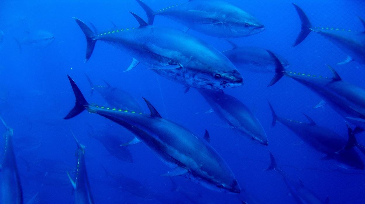 El atún rojo: de los fogones de prestigiosos chefs a la venta a domicilio por el Covid-19